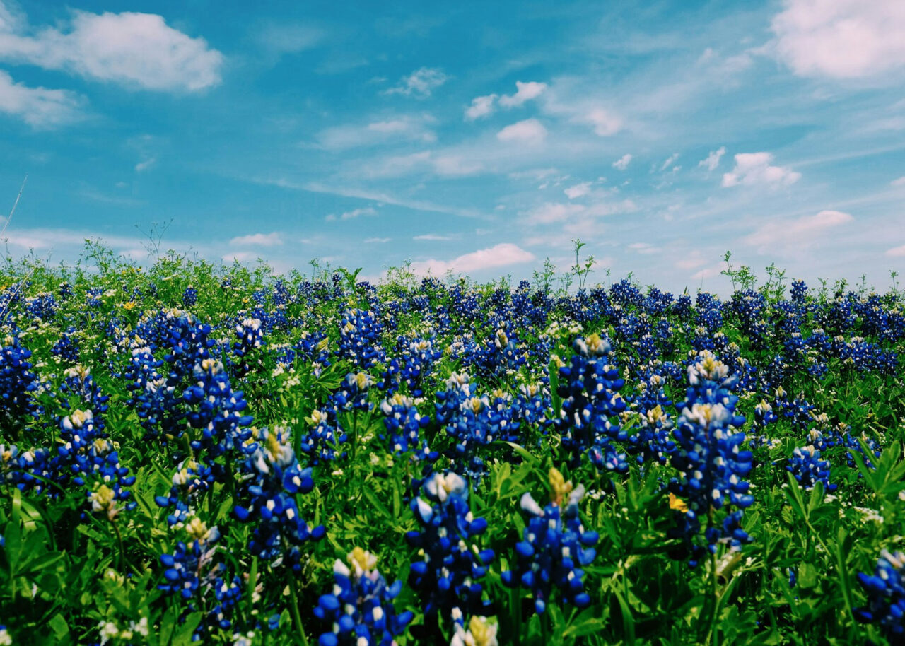 Texas bluebonnets in a field
